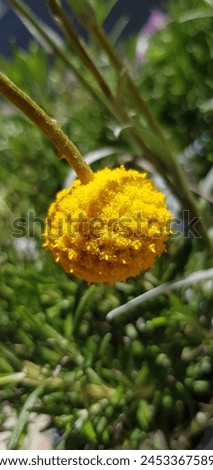 Image, Stock Photo Inflorescence of Craspedia globosa, Billy button