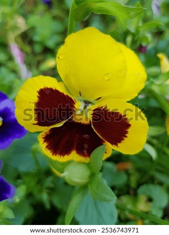 Similar – Image, Stock Photo inflorescences full of water drops