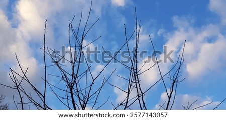 Similar – Image, Stock Photo bare treetops in winter in front of sky