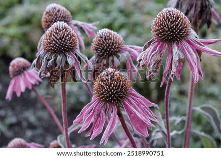 Similar – Image, Stock Photo frost blossoms Nature