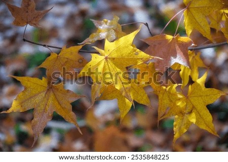 Similar – Image, Stock Photo Wet maple leaves in black and white