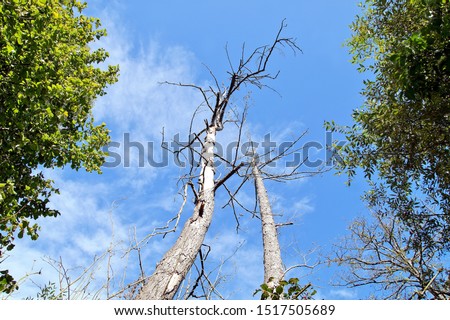 Image, Stock Photo Two dead trees by a muddy lake shore