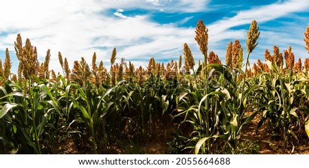Biofuel and new boom Food, Sorghum Plantation industry. Field of Sweet Sorghum stalk and seeds. Millet field. Agriculture field of sorghum, named also Durra, Milo, or Jowari. Healthy nutrients  Foto stock © 