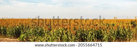 Biofuel and new boom Food, Sorghum Plantation industry. Field of Sweet Sorghum stalk and seeds. Millet field. Agriculture field of sorghum, named also Durra, Milo, or Jowari. Healthy nutrients  Foto stock © 