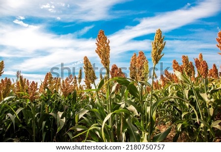 Biofuel and new boom Food, Sorghum Plantation industry. Field of Sweet Sorghum stalk and seeds. Millet field. Agriculture field of sorghum, named also Durra, Milo, or Jowari. Healthy nutrients  Сток-фото © 