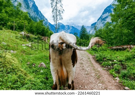 Similar – Image, Stock Photo Man hiking at Königsee