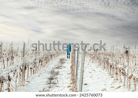 Image, Stock Photo Pruning in the vineyard in winter