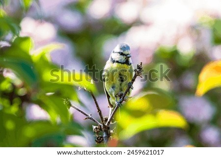 Similar – Image, Stock Photo Blue tit in sunlight