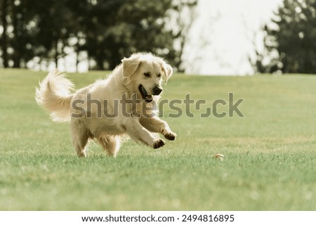 Similar – Image, Stock Photo A young Labrador running towards us