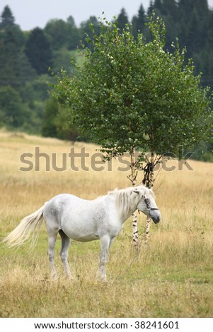 White horse walking on a grass field by a tree