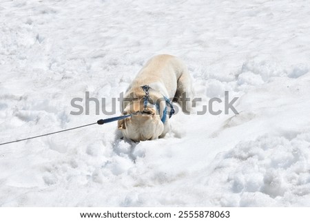 Similar – Image, Stock Photo First Snowfall Animal