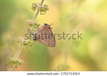 Similar – Image, Stock Photo Ciliated plant Plant Small