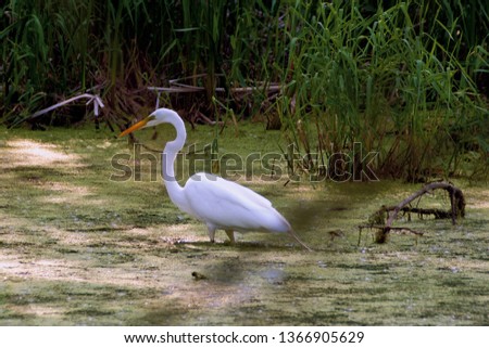 Great Egret On Prowl >> Shutterstock Puzzlepix Great Egret On Prowl >> Shutterstock Puzzlepix
