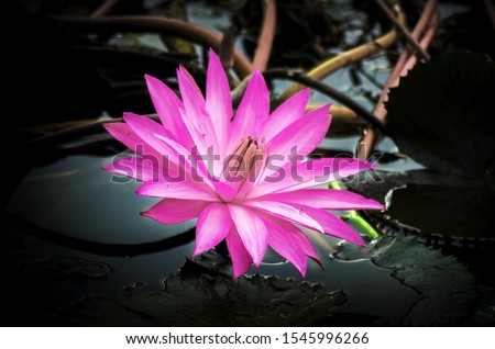 Shutterstock Puzzlepix