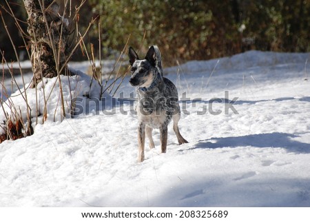A Rat Terrier cross looks across the snow covered pasture on a cattle ranch in California. Her job is to keep the cows and calves away from the rancher's flower and vegetable gardens.