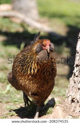 An Easter Egger hen runs toward food before the rest of the flock gets to it. Easter Eggers are a popular American hybrid chicken known for laying a green shelled egg.