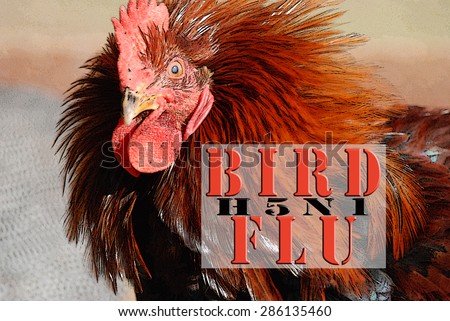BIRD FLU H5N1 in bold font over illustration of a crazy looking red rooster. Posters edge filter.