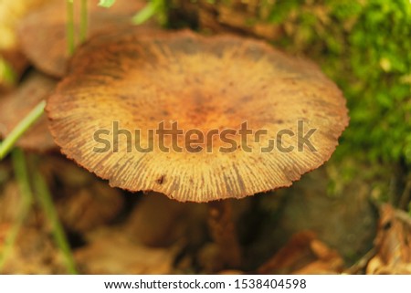 Wild mushroom Conocybe Filaris - Fool's Conecap in the wild at Polonezkoy in Istanbul. Zdjęcia stock © 