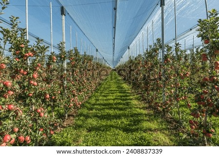 Similar – Image, Stock Photo Apple orchard with protective nets in summer