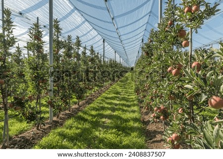 Image, Stock Photo Apple orchard with protective nets in summer