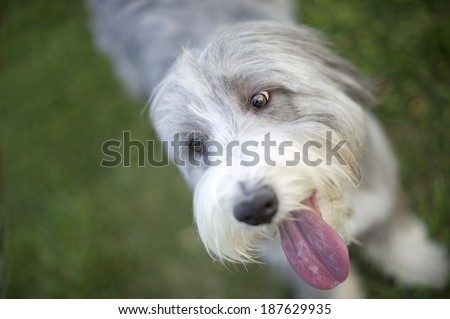 Bearded Collie with his big pink tongue out panting hard during tennis ball fetch play time which is is favorite activity.