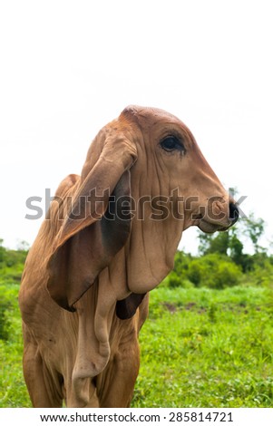 long ear cow in field with sunny day cloud background