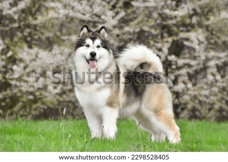 Similar – Image, Stock Photo Malamute dog standing on lake shore against water