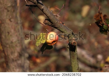 Similar – Image, Stock Photo the last apple on the lawn