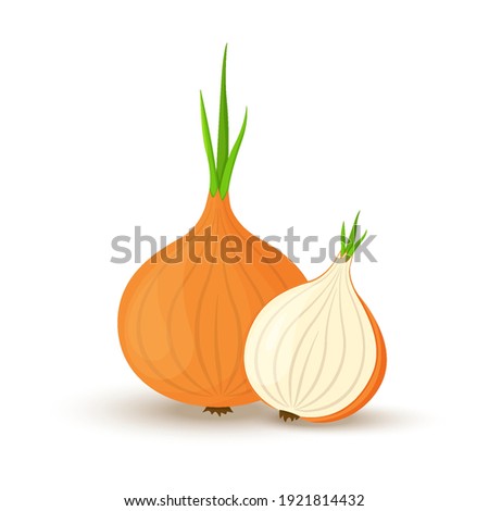 Onion. Whole onion and cut onion. Flat simple design. Vector illustration of organic farm fresh vegetables. Isolated on white background.