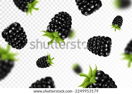 Blackberry background. Flying blackberry with green leaf on transparent background. Blackberry falling from different angles. Focused and blurry objects. 3D realistic vector.