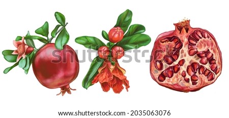 Pomegranate illustration set. Pomegranate fruit on a branch with flower, red blooms of pomegranate fruit with flower on a branch with green leaves and half pomegranate fruit with seeds