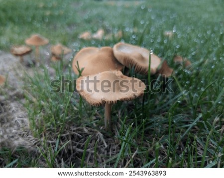 Similar – Image, Stock Photo three mushrooms grow on a moss-covered tree trunk in the forest