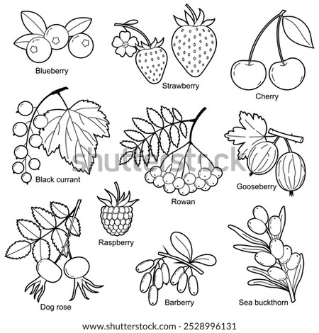 Set of garden and forest berries. Cherry rowan, blackcurrant, gooseberry, strawberry, blueberry, raspberry. Contour drawing. Black white outline illustration, isolated on white background. 