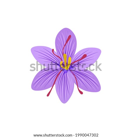 Vector Saffron illustration, saffron flower isolated on white background, colorful flower.