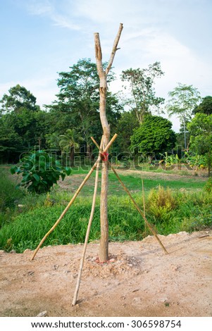 supporting tree with wood and rope