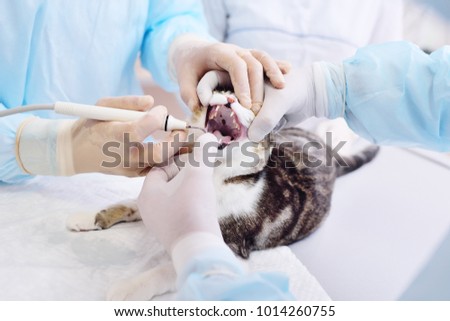 Similar – Image, Stock Photo Cat at the dentist