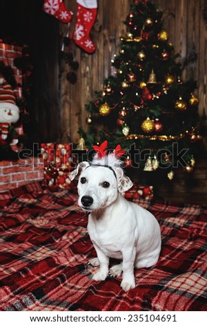 dog breed Jack Russell terrier lying beside the fireplace in the plaid under the Christmas tree.