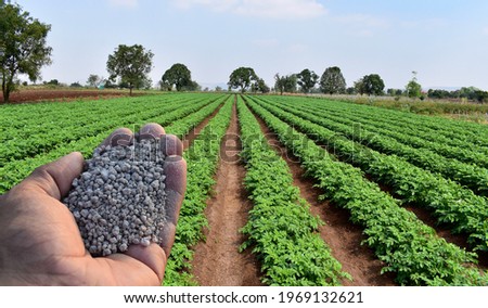 Hand holding agriculture fertilizer or fertiliser granules with background of farm or field. Concept of role and importance of fertilisers in Agriculture. It plays vital role in plant growth. 