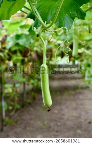 Growing fresh Calabash (Lagenaria siceraria) fruit. locally known as bottle gourd, white flowered gourd, long melon, New Guinea bean, Tasmania bean. crop planted cultivated at vegetable garden. Photo stock © 