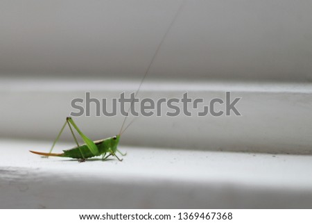 n Grasshopper on white window sill Foto stock © 