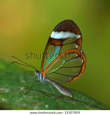 Similar – Image, Stock Photo Flight pause for butterflies