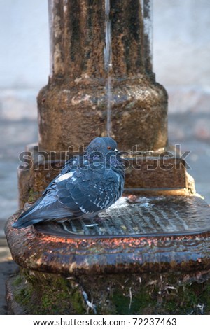 pigeon on a water-pump in venice