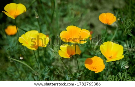 Image, Stock Photo Poppies yellow