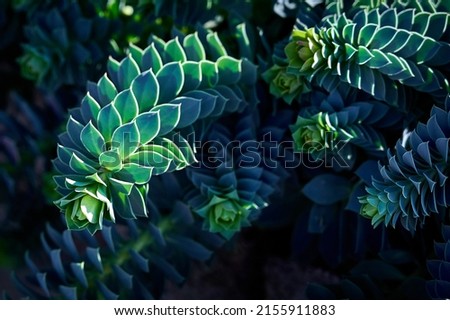 Similar – Image, Stock Photo green and blue plant leaves in the nature in autumn