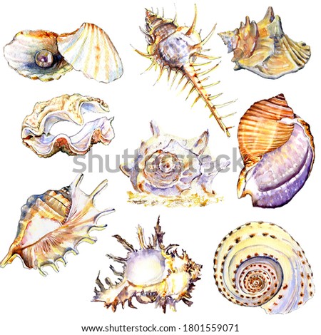 Watercolour colorful sea shells pattern. Conch shell, clam, cockle-shell, fan shell, periwinkle, whelk, sundial, sinistrall shell