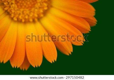 Detail of flower with bright orange marigold petals on blurred dark green background.Summer,June