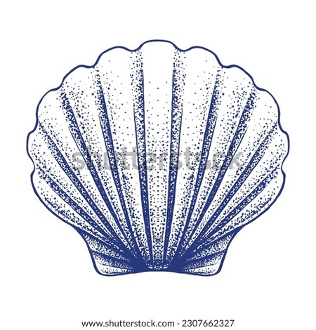 Sea Shell Hand Drawn Illustration