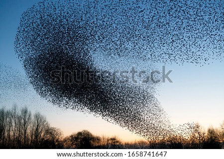 Similar – Image, Stock Photo Flock of starlings and a lone swallow foraging in front of a row of green maple trees, a cornstalk and cloudy skies