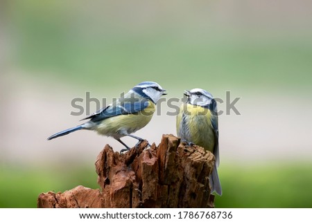 Two Eurasian Blue Tits (Cyanistes caeruleus) on a tree trunk in the forest of Noord Brabant in the Netherlands. Green background with copy space. Foto d'archivio © 