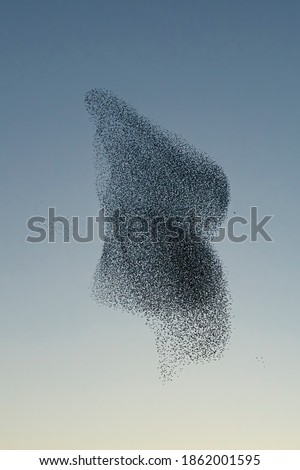 Similar – Image, Stock Photo A flock of starlings on their last round at dusk before they go to their roosts in the garden behind the house and the trees / Sturnus vulgaris